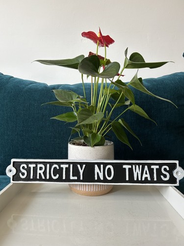 Strictly twats profanity - no,